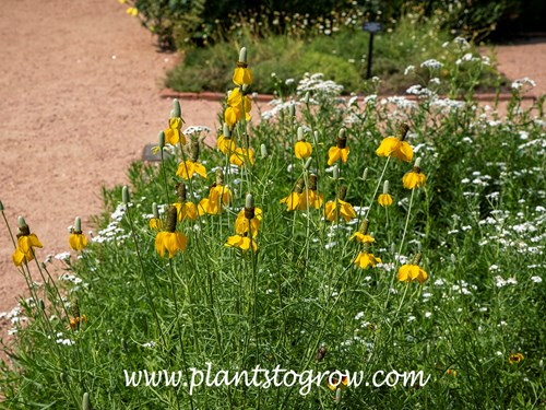 Mexican Hat Plant (Ratibida) 
(July 5 )